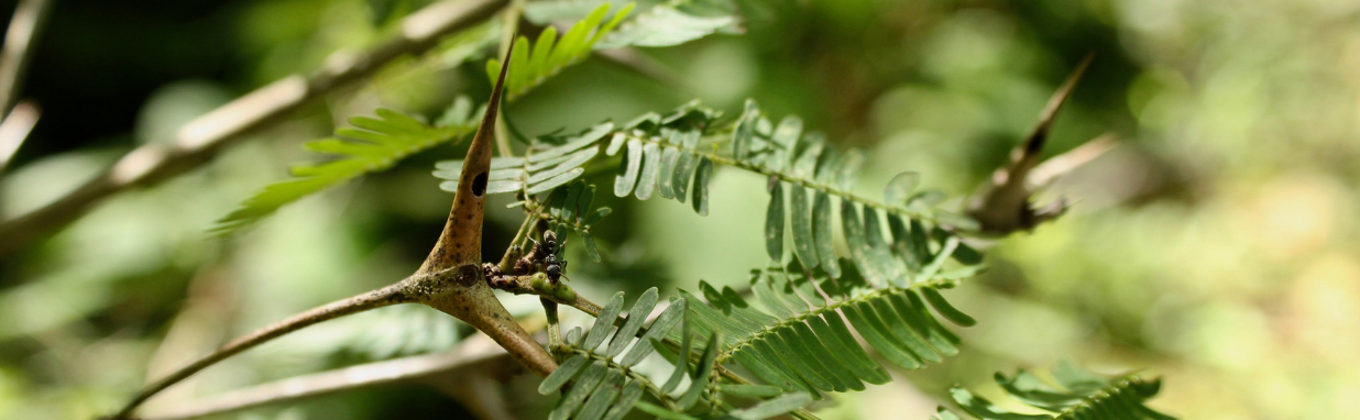 close up image of a tree branch